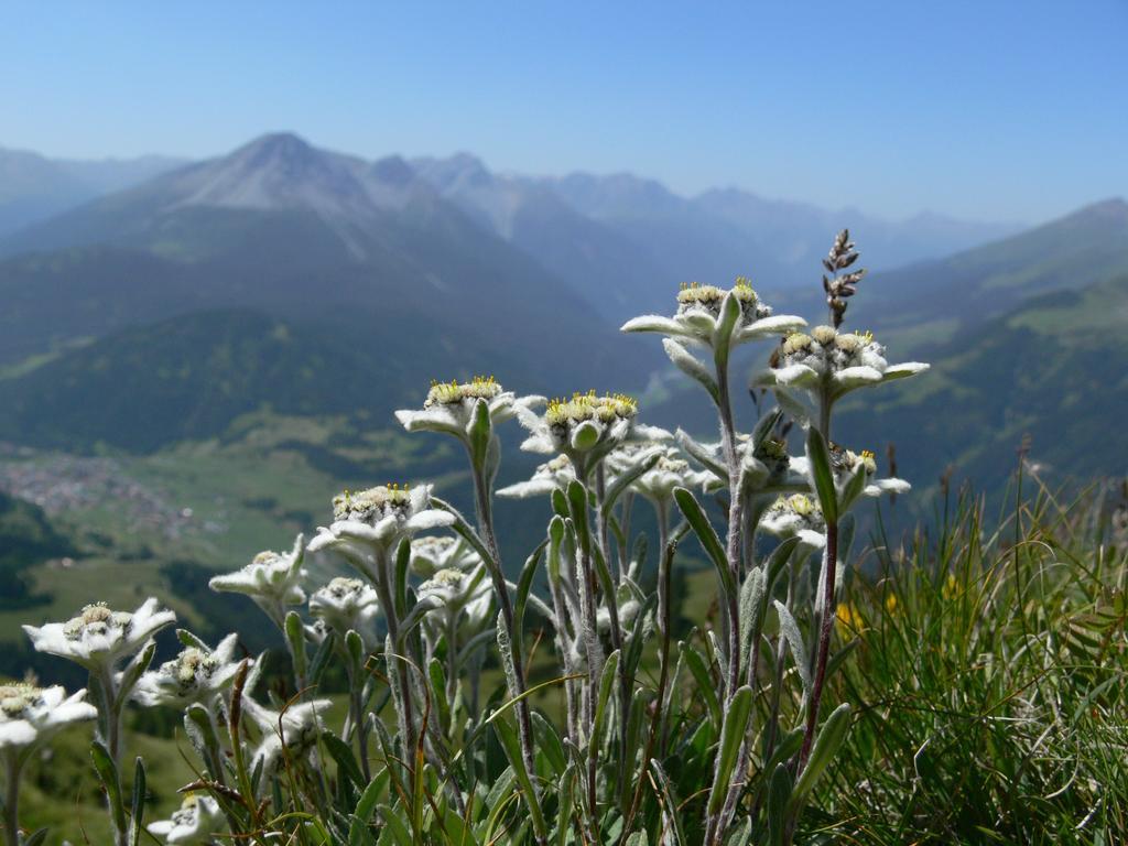 Alpengasthof Norbertshoehe Superior Hotell Nauders Eksteriør bilde